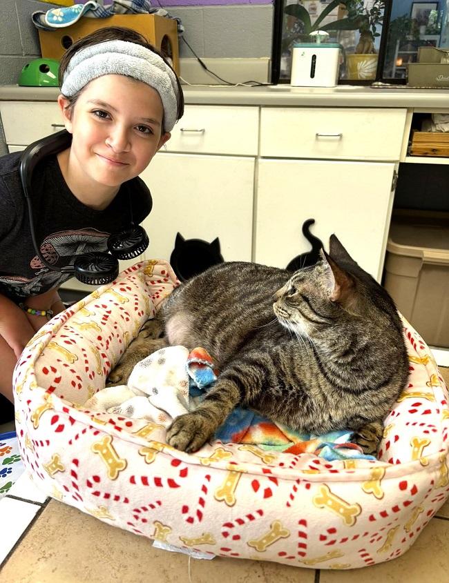 LEROY, adopted, Adult Male Domestic Short Hair.