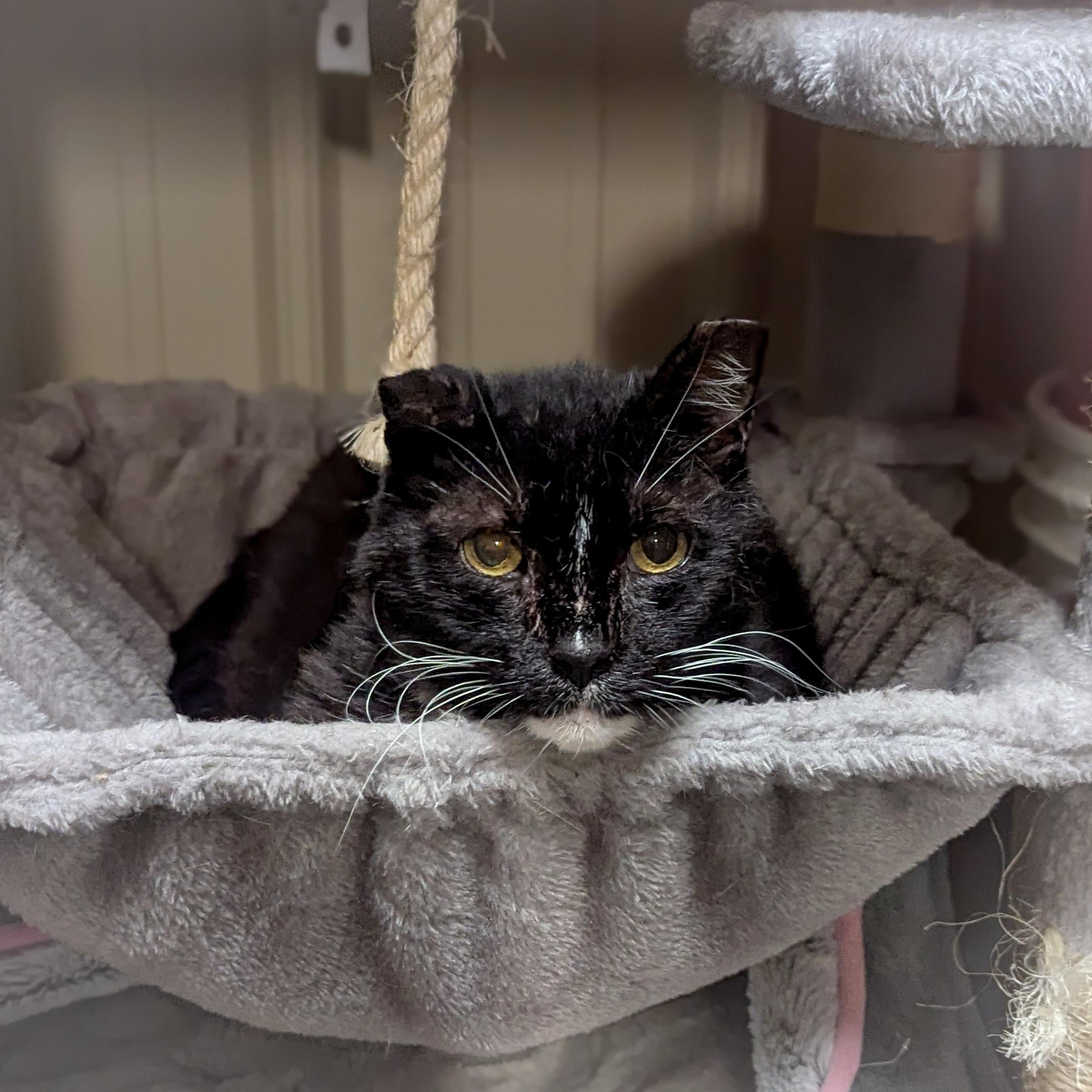 BIG BOY, a Adoptable mixed breed in Griffith, IN image 2/4