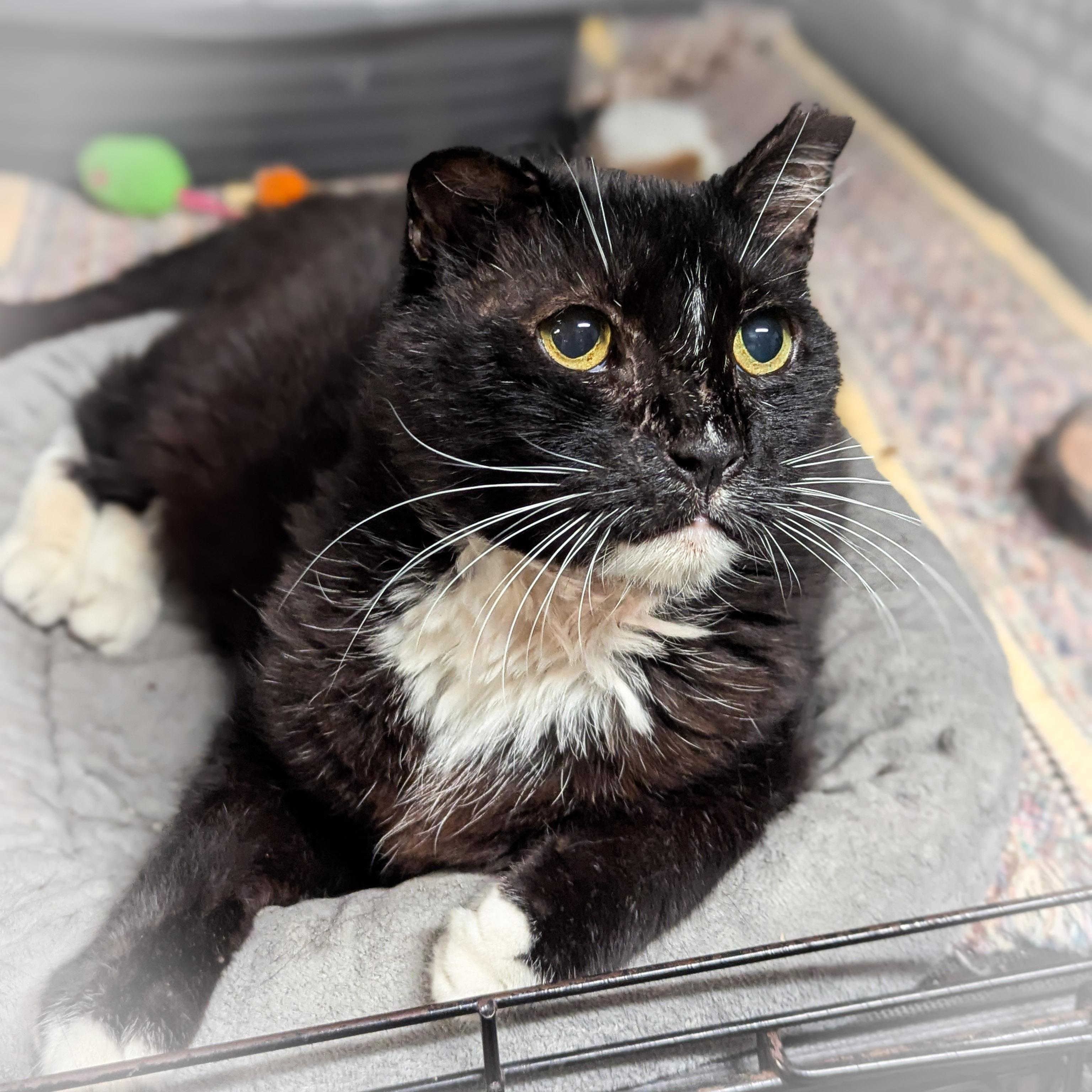 BIG BOY, a Adoptable mixed breed in Griffith, IN image 3/4
