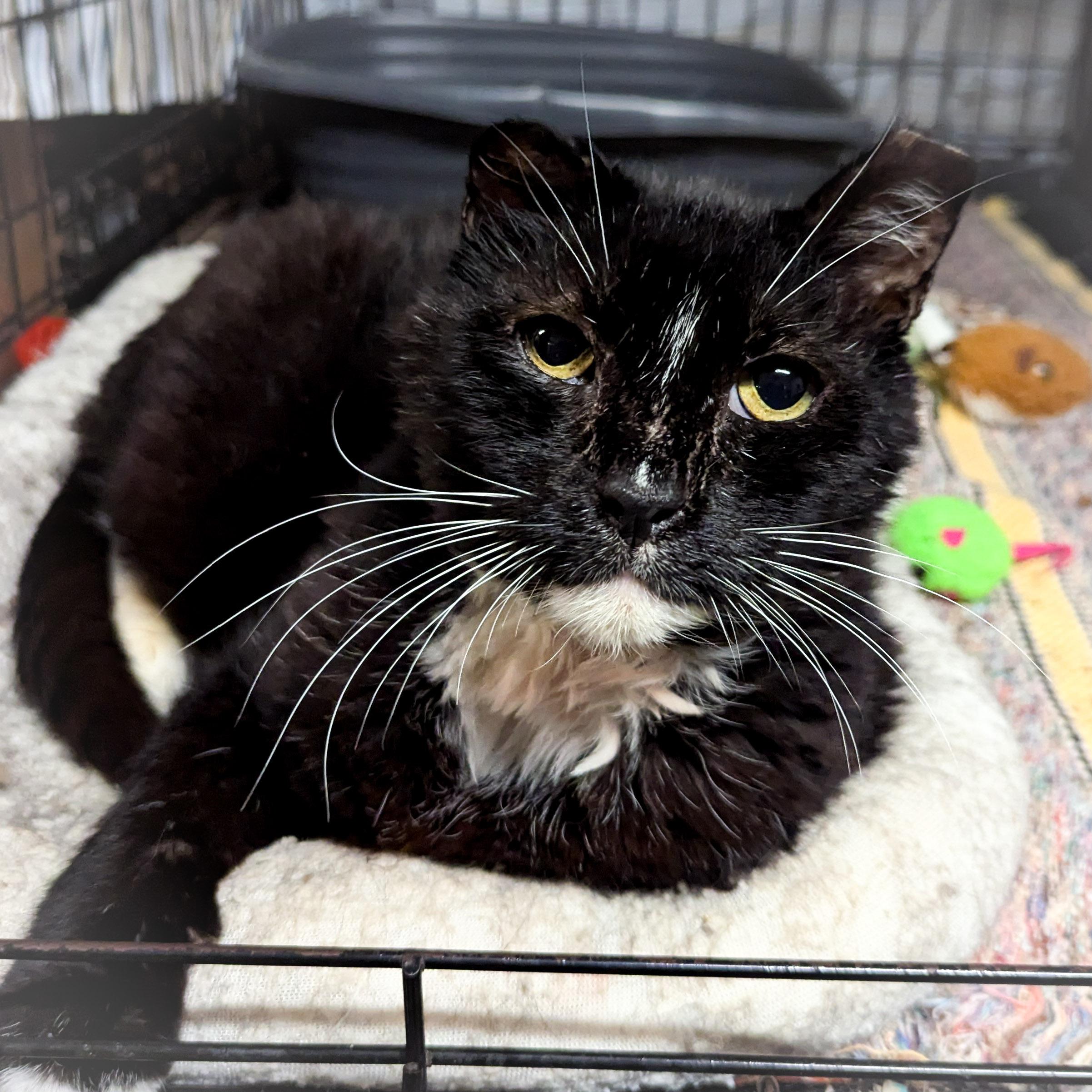 BIG BOY, a Adoptable mixed breed in Griffith, IN image 4/4