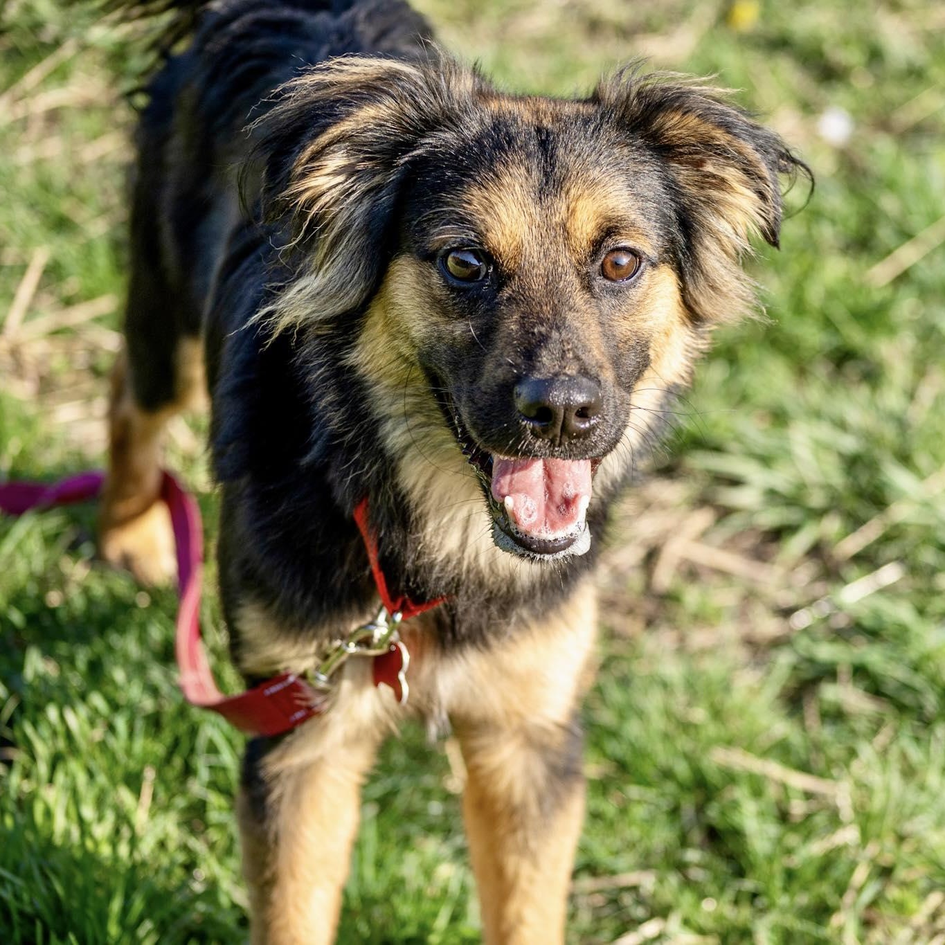 Enlarge Boomhauer, a ADOPTABLE mixed breed in Valparaiso, IN image 2/2