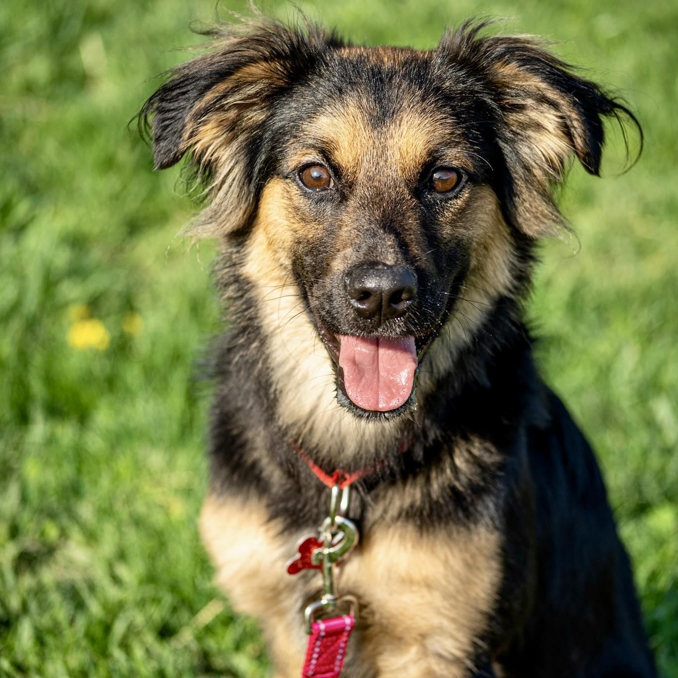 Enlarge Boomhauer, a ADOPTABLE mixed breed in Valparaiso, IN image 1/2