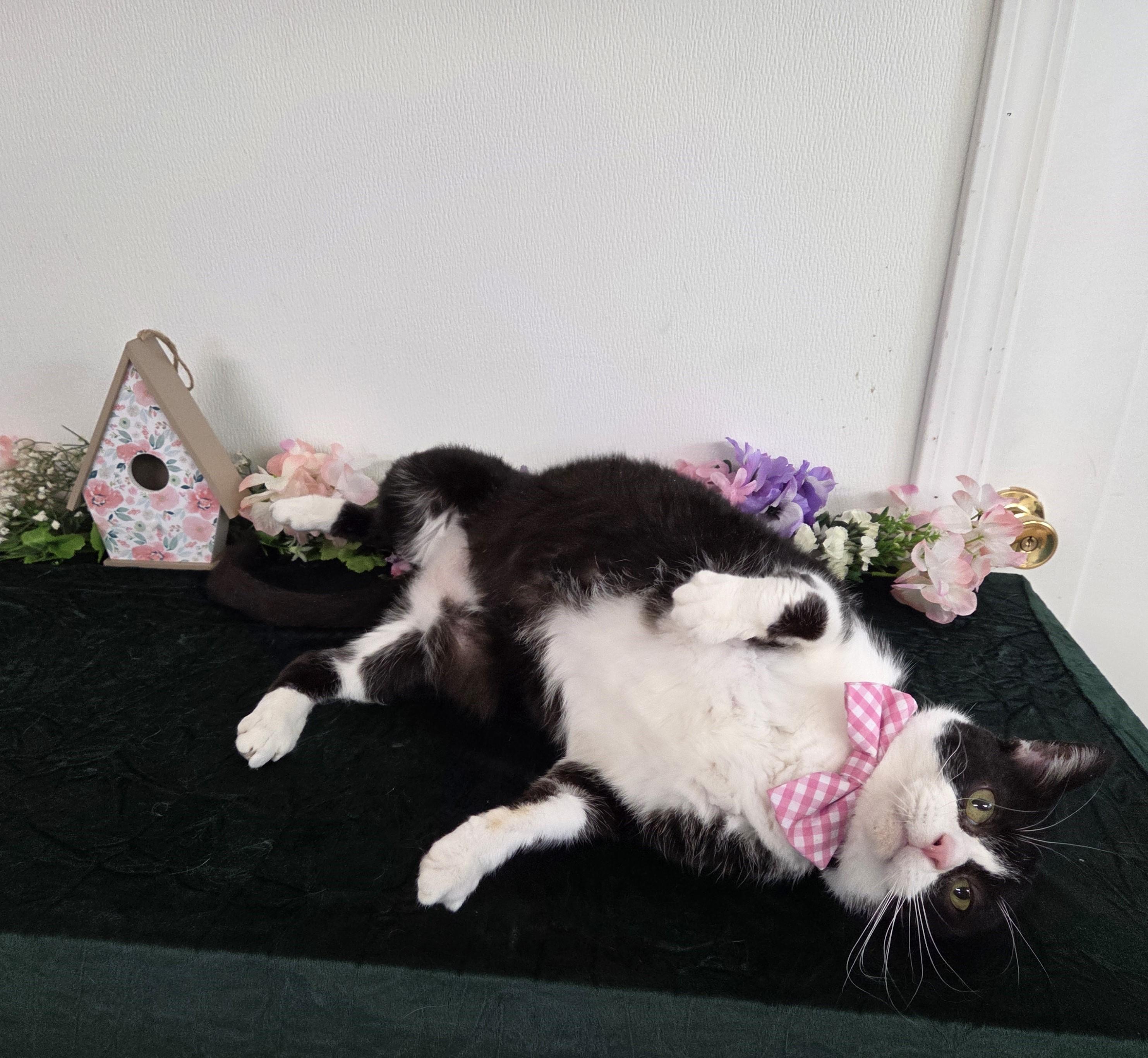 Enlarge Dr. Robby, an adopted mixed breed in Carsonville, MI image 5/6