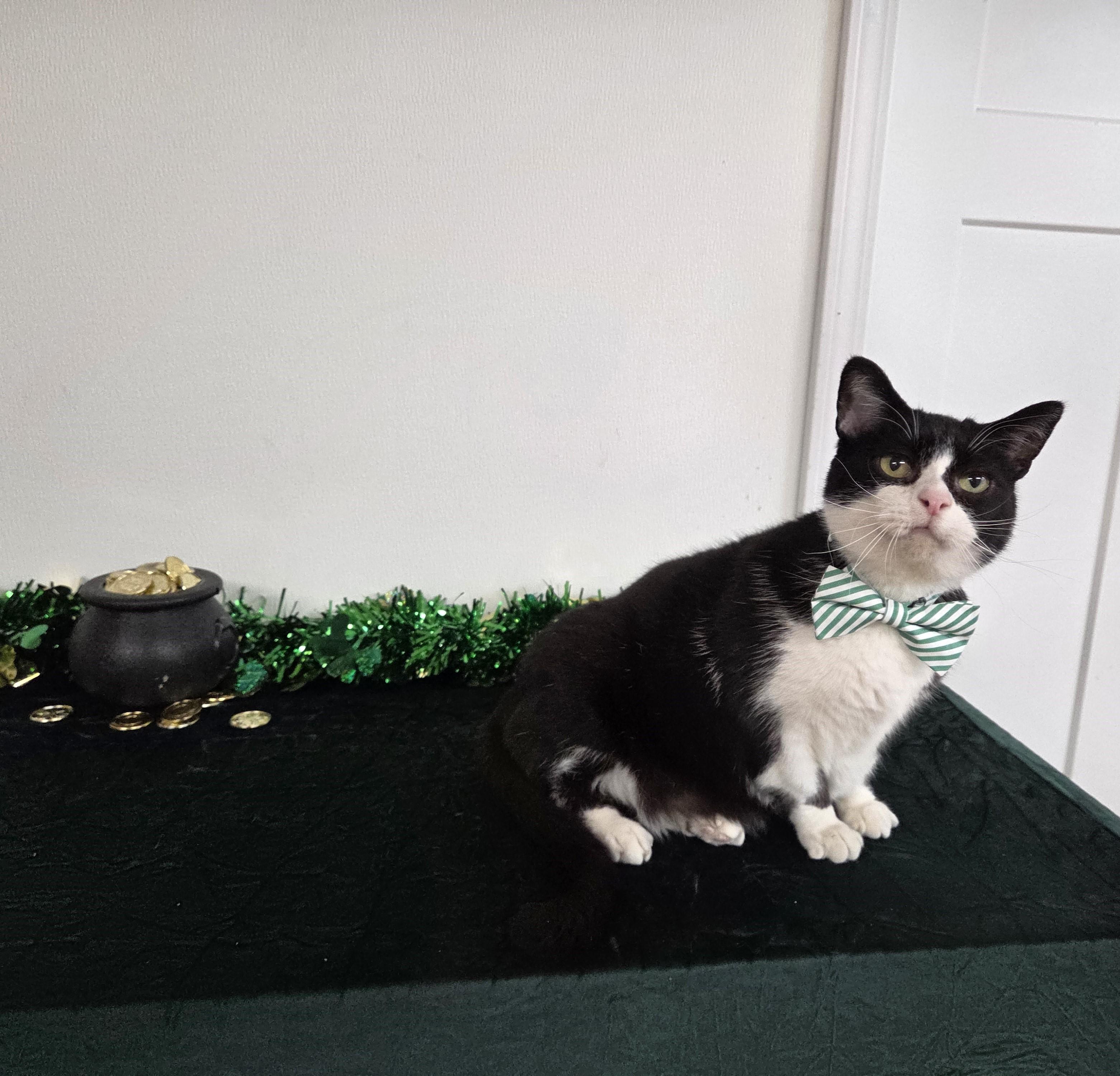 Enlarge Dr. Robby, an adopted mixed breed in Carsonville, MI image 2/6