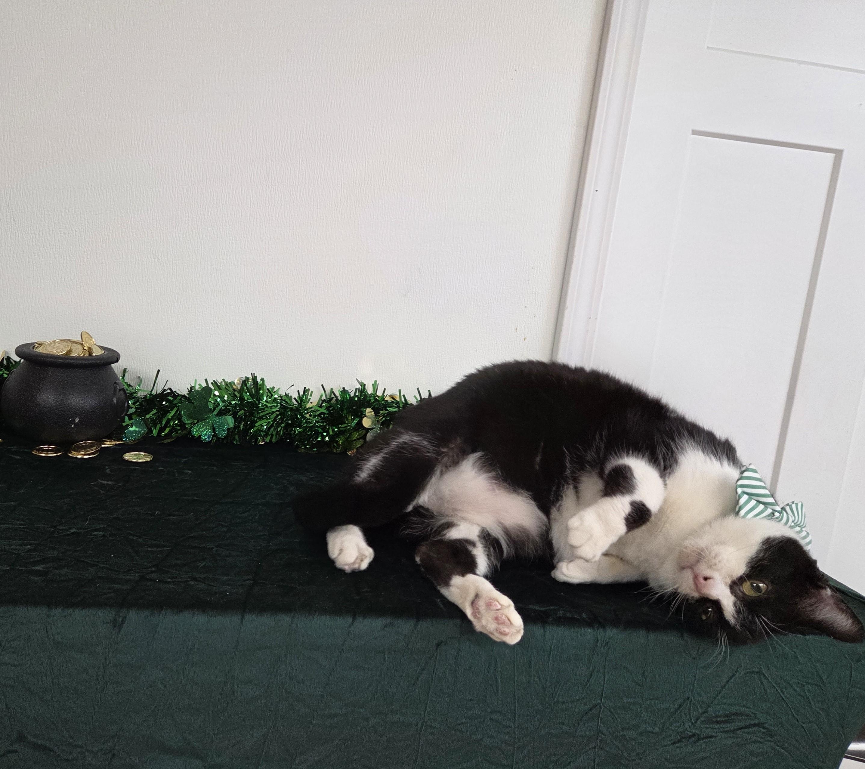 Enlarge Dr. Robby, an adopted mixed breed in Carsonville, MI image 4/6