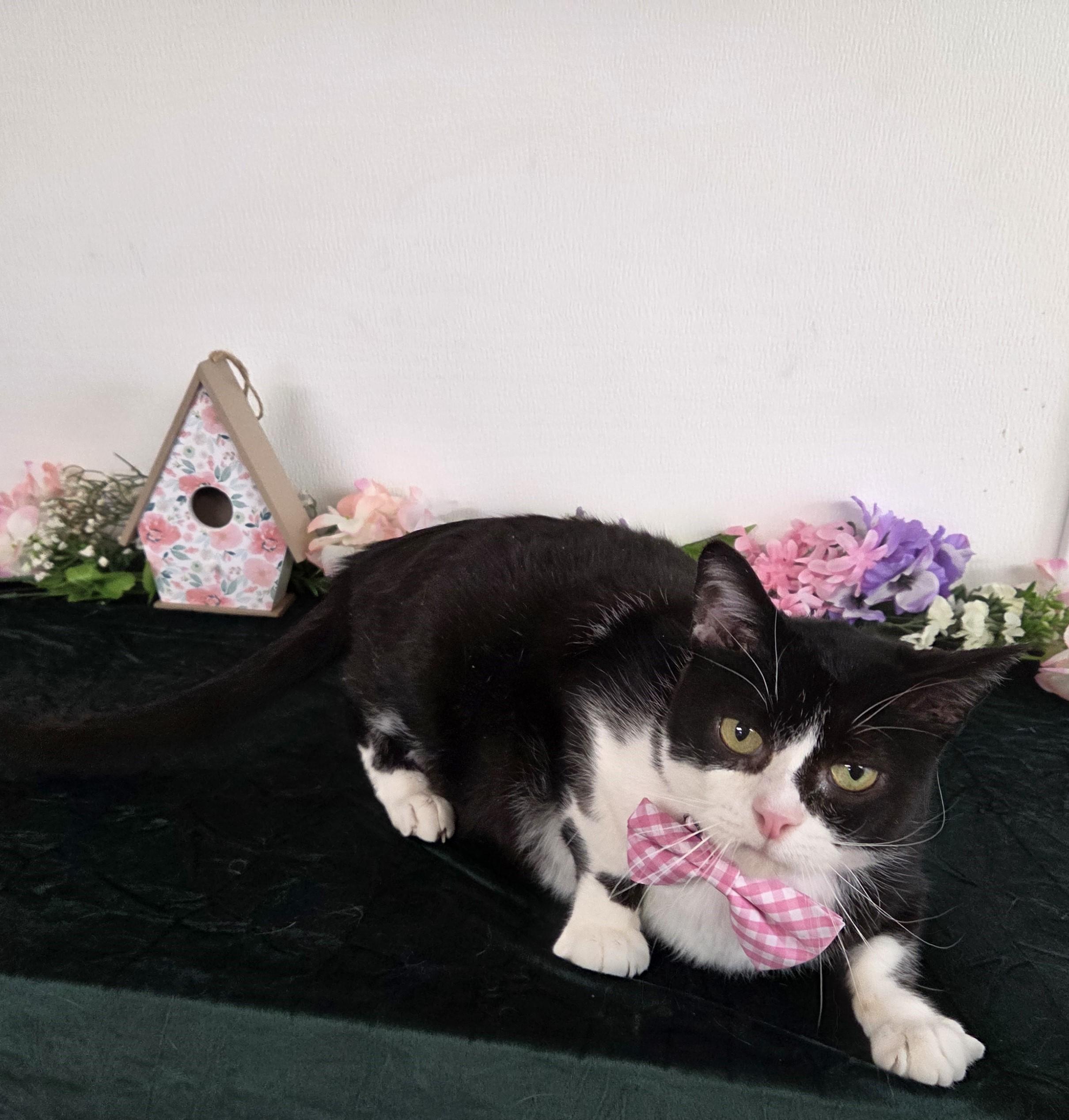 Dr. Robby, adopted, Senior Male Domestic Short Hair.