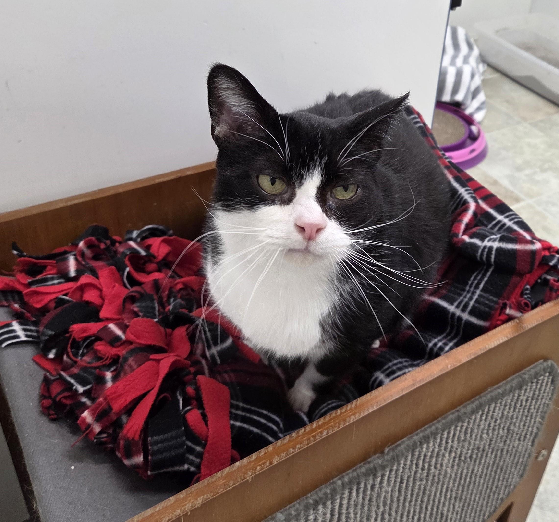 Enlarge Dr. Robby, an adopted mixed breed in Carsonville, MI image 6/6