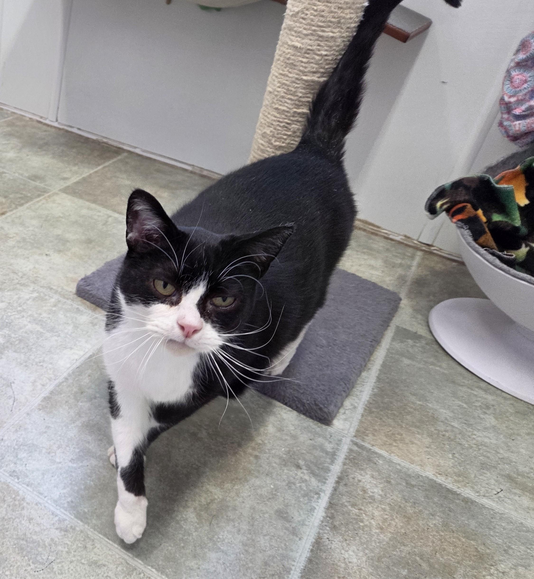 Enlarge Dr. Robby, an adopted mixed breed in Carsonville, MI image 3/6