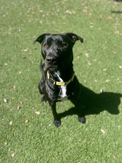 Thawne, Adoptable, Adult Male Terrier & Mixed Breed.