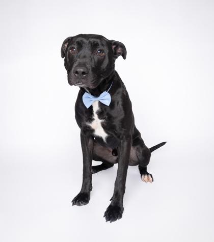 Enlarge Thawne, a Adoptable mixed breed in North Miami Beach, FL image 3/3