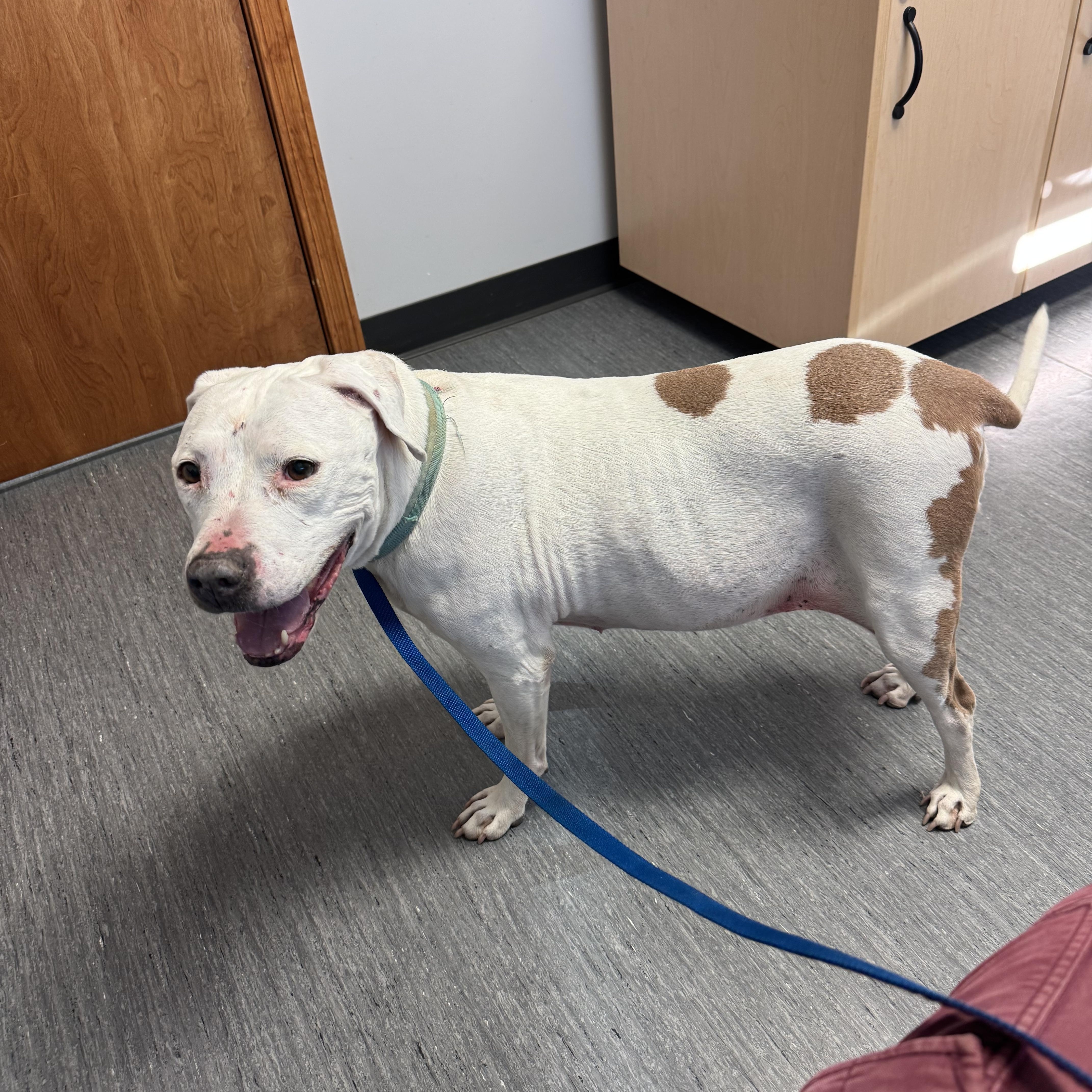 Enlarge Athena, a Adoptable Pit Bull Terrier in Carson, NM image 4/6