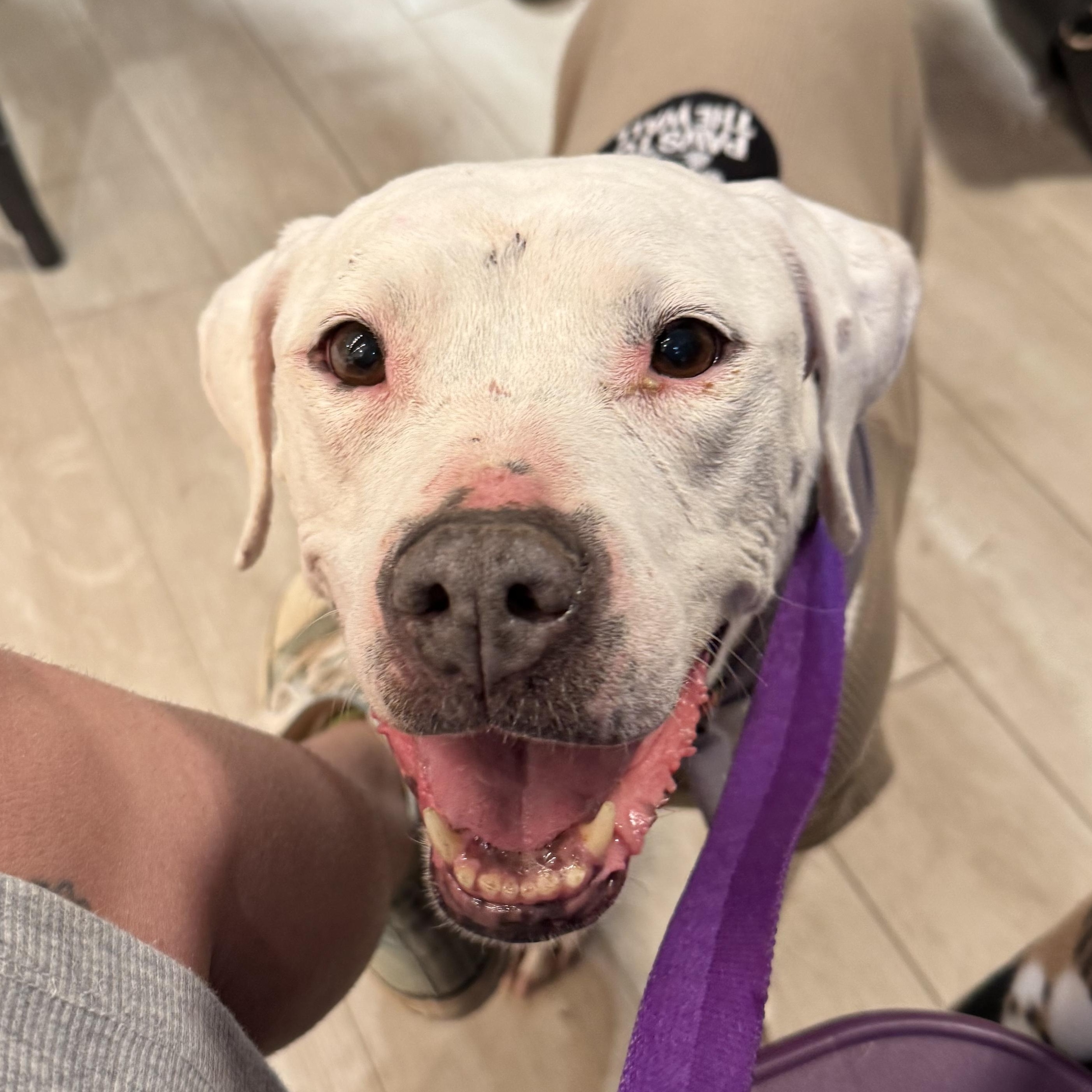 Enlarge Athena, a Adoptable Pit Bull Terrier in Carson, NM image 1/6