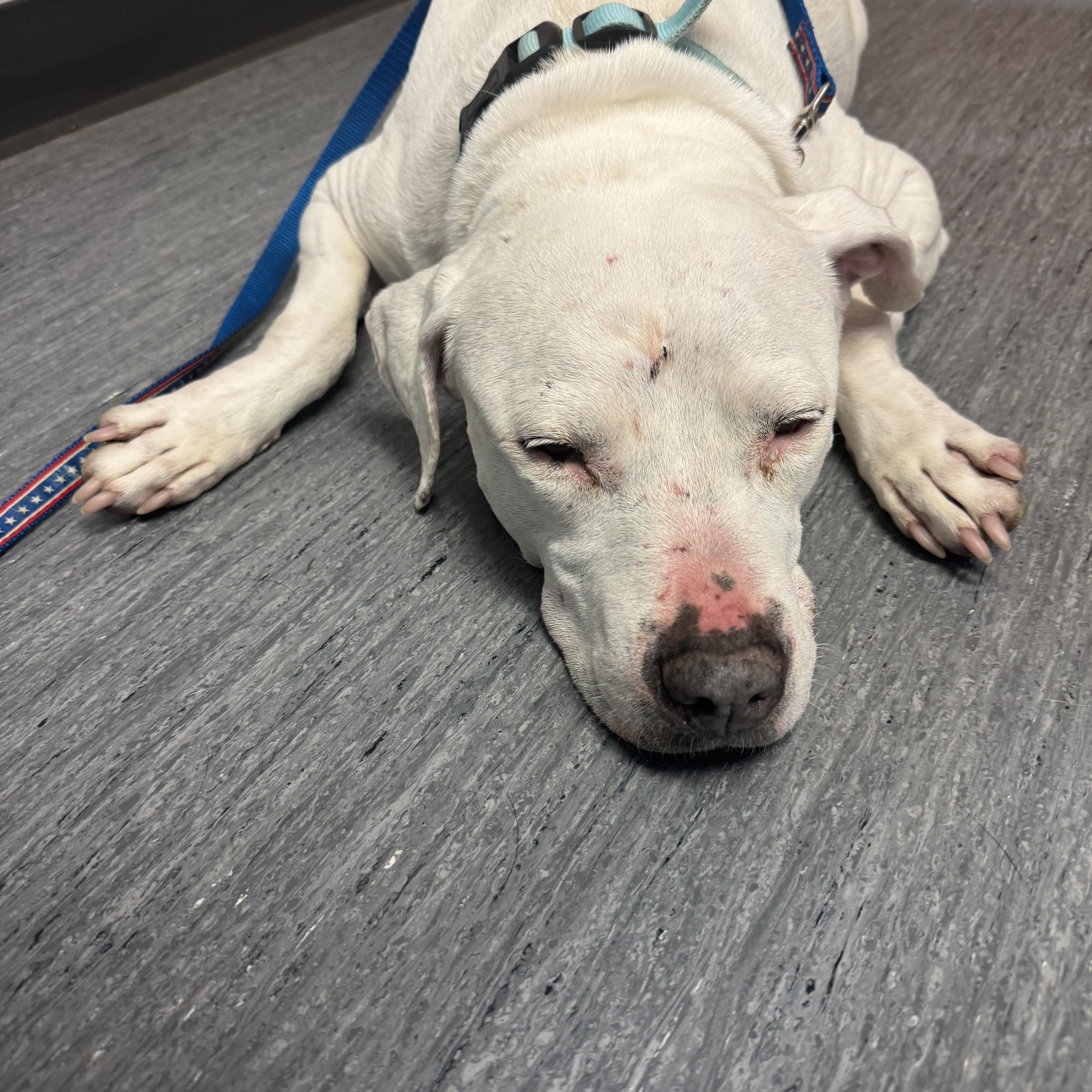 Enlarge Athena, a Adoptable Pit Bull Terrier in Carson, NM image 2/6