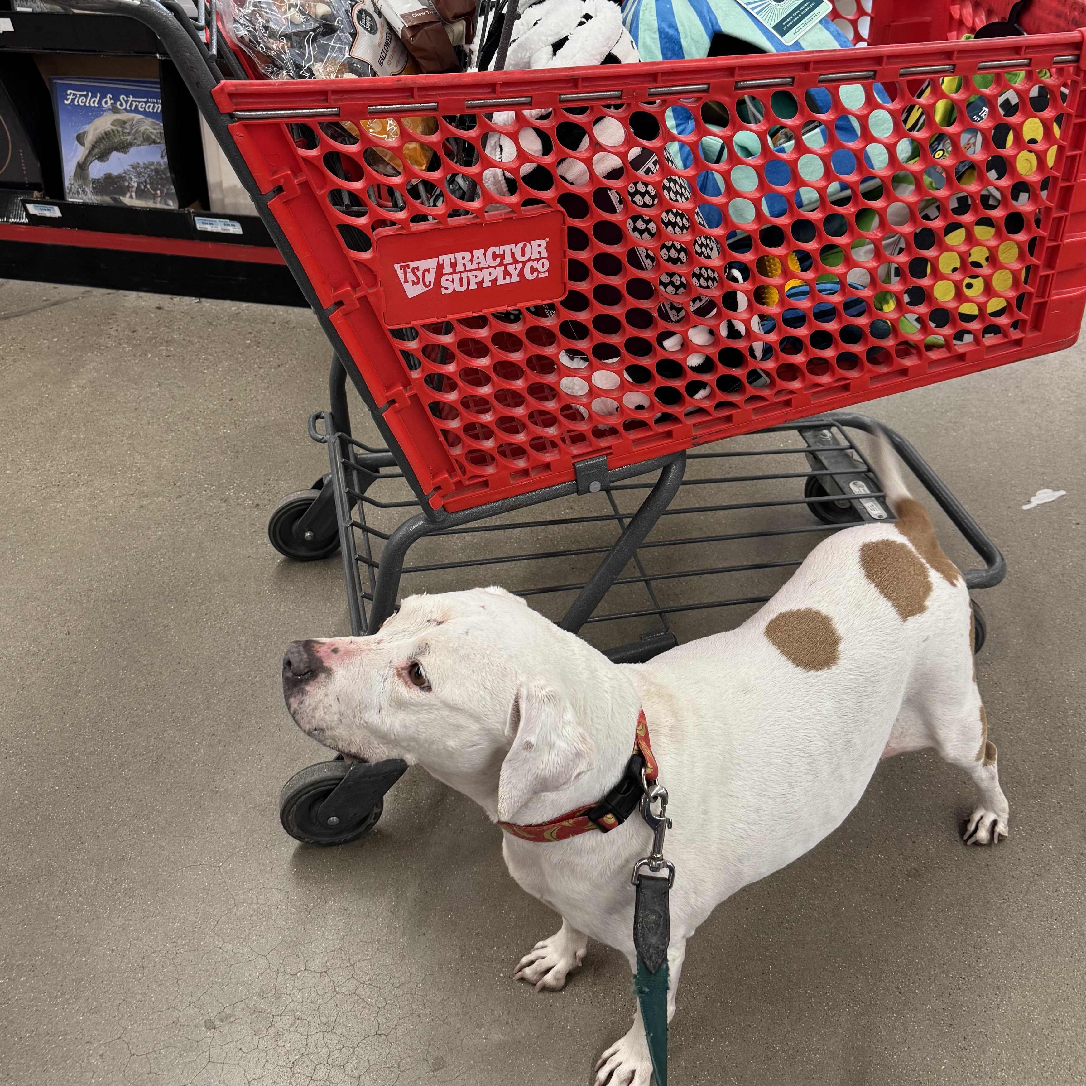 Enlarge Athena, a Adoptable Pit Bull Terrier in Carson, NM image 6/6