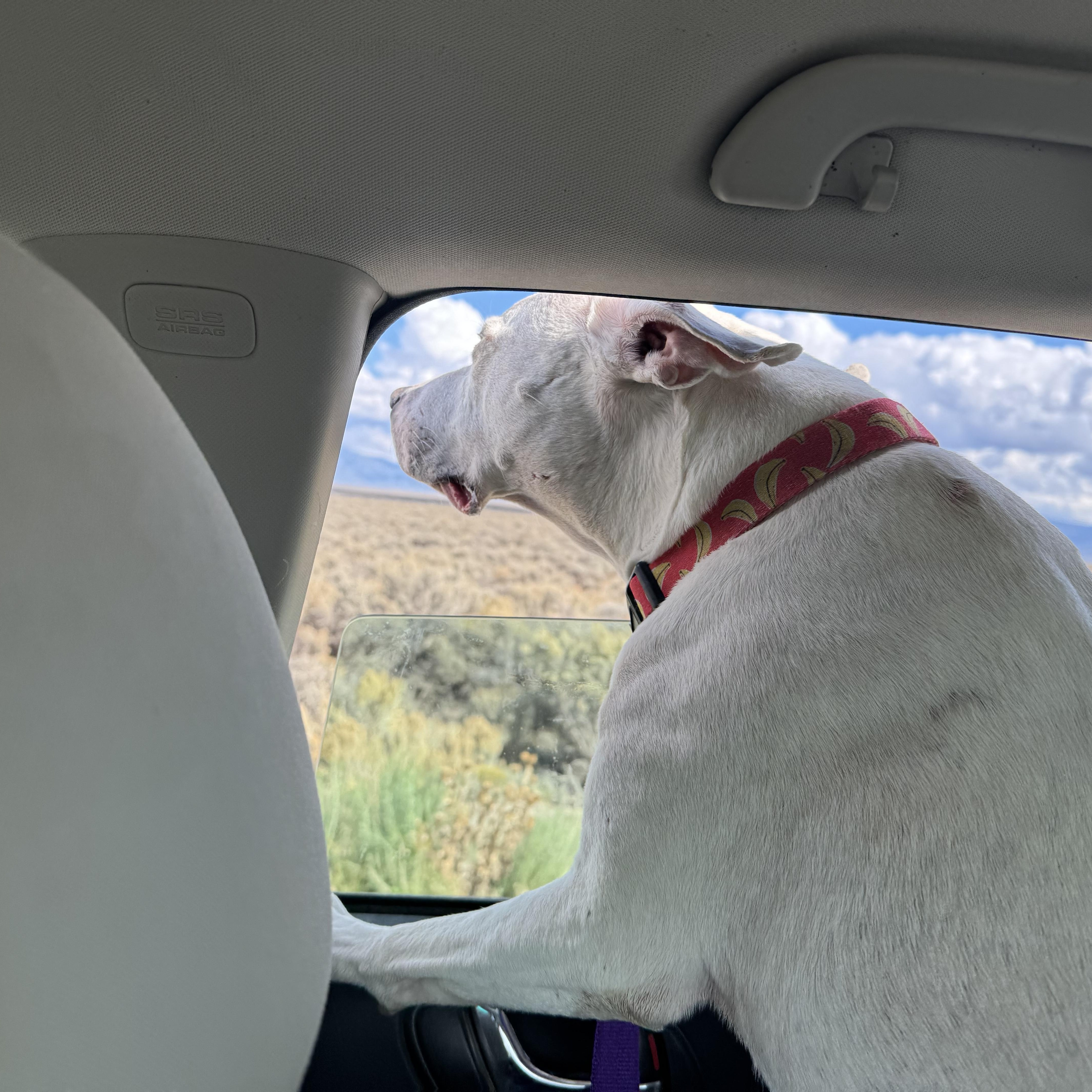 Enlarge Athena, a Adoptable Pit Bull Terrier in Carson, NM image 3/6