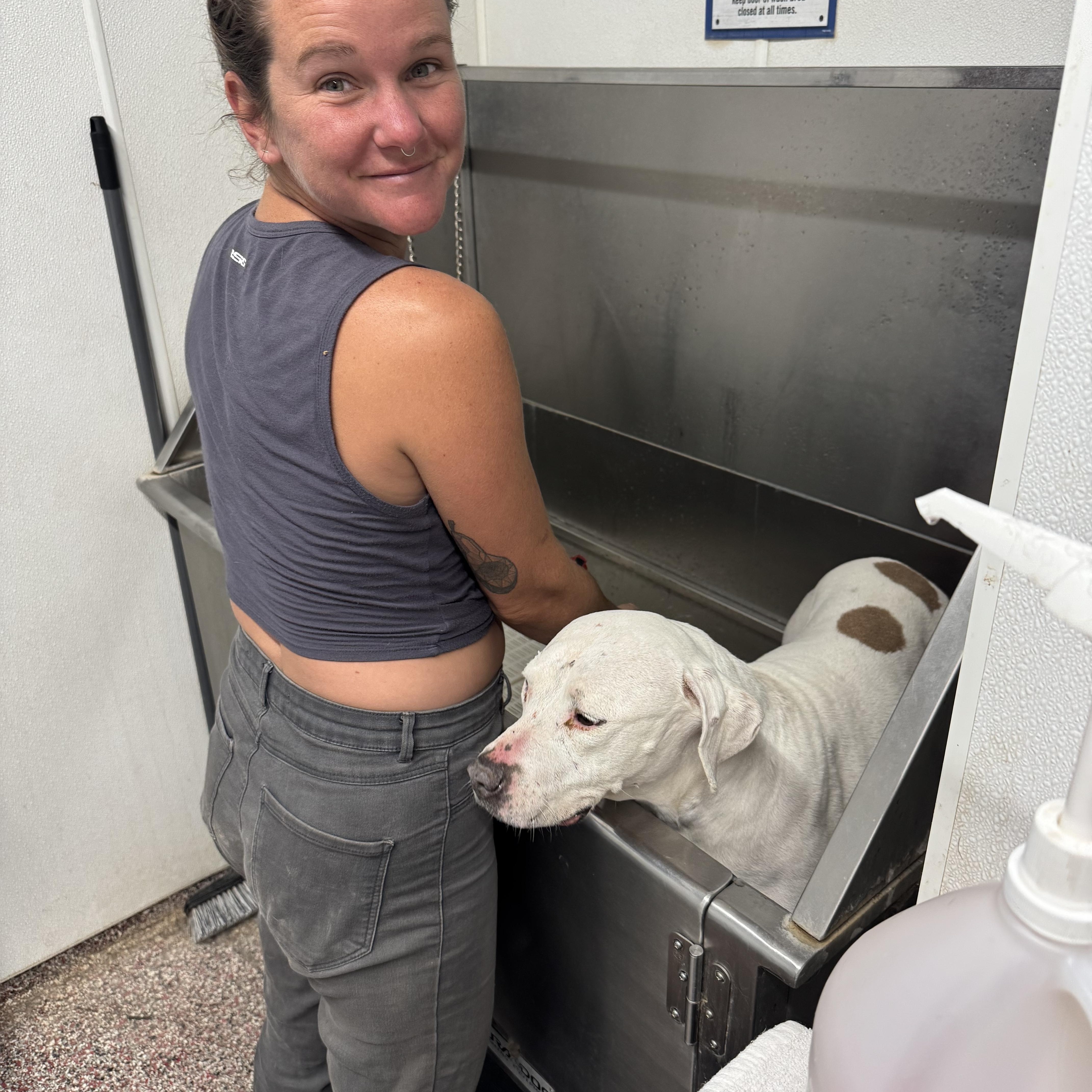 Enlarge Athena, a Adoptable Pit Bull Terrier in Carson, NM image 5/6