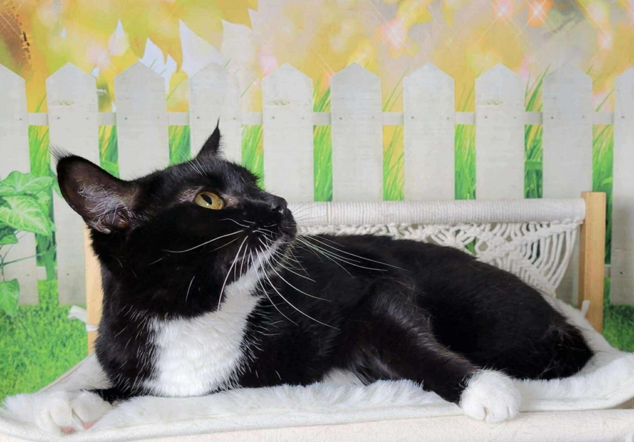 Enlarge Mayfly, a Adoptable mixed breed in Greensburg, PA image 3/6