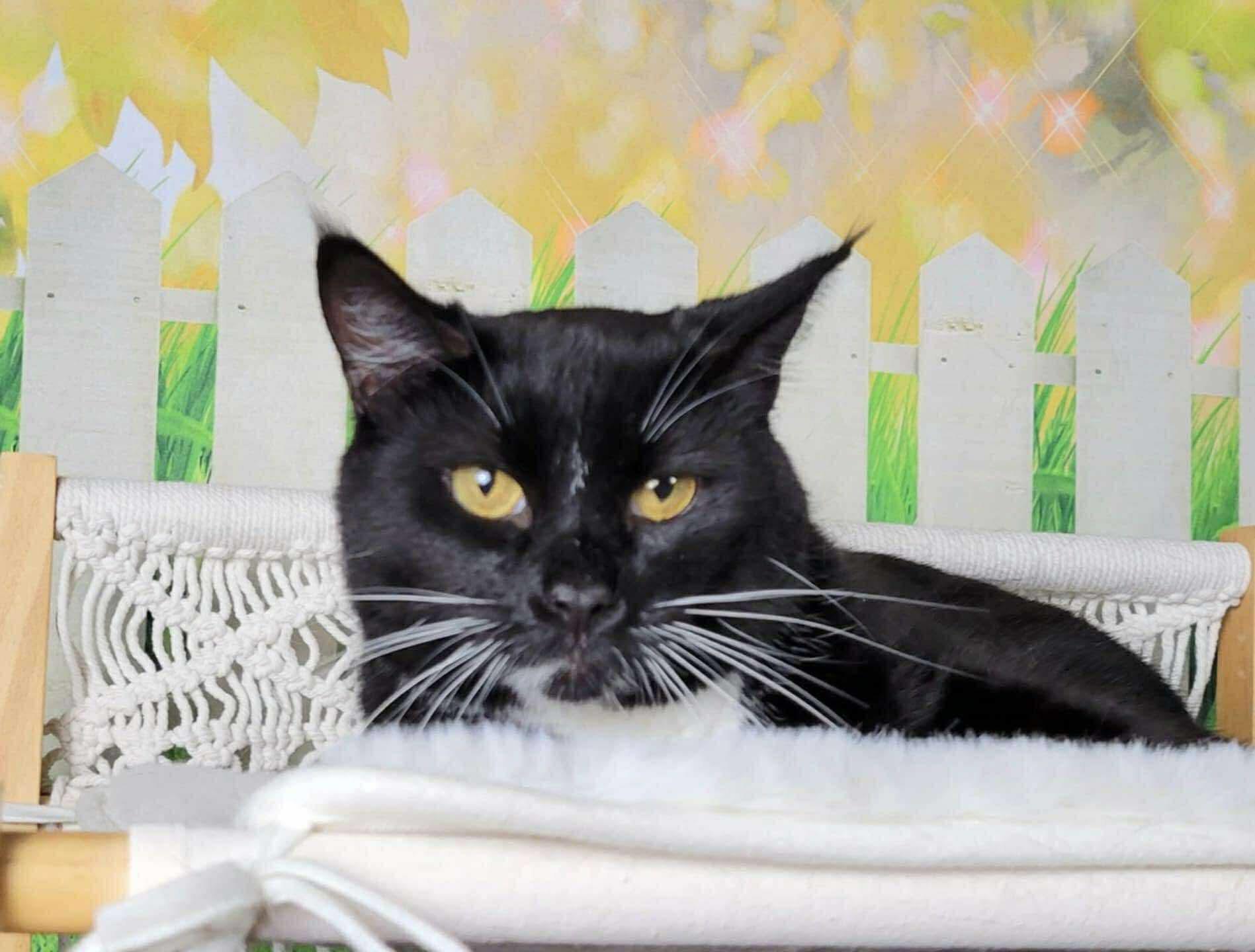 Enlarge Mayfly, a Adoptable mixed breed in Greensburg, PA image 1/6