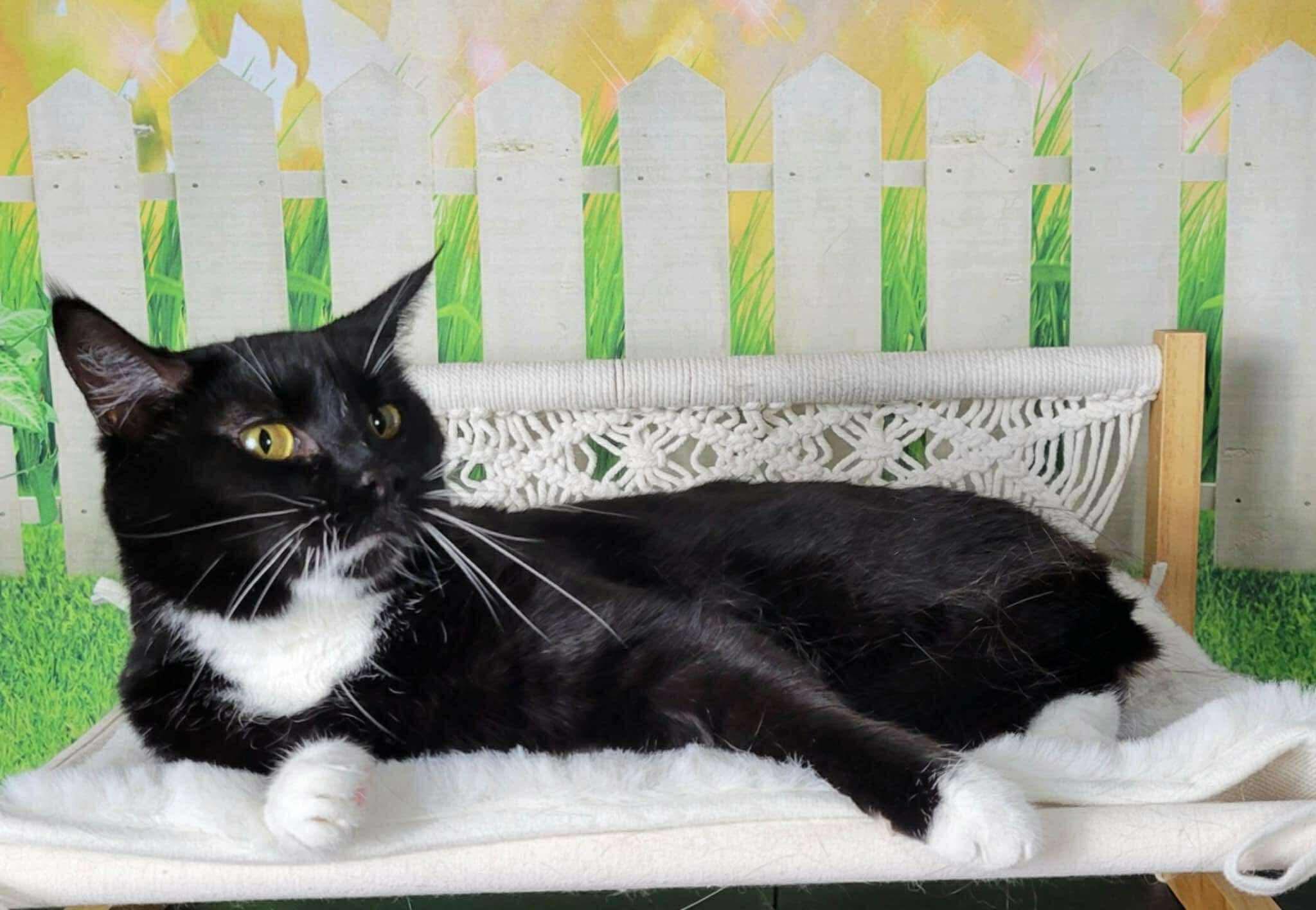 Enlarge Mayfly, a Adoptable mixed breed in Greensburg, PA image 4/6