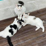 Tinsel, Adoptable, Young Female Domestic Long Hair.