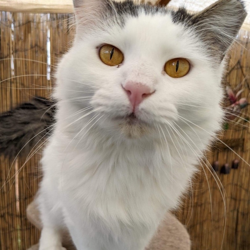 Tinsel, a Adoptable Domestic Long Hair in St. George, UT image 2/6