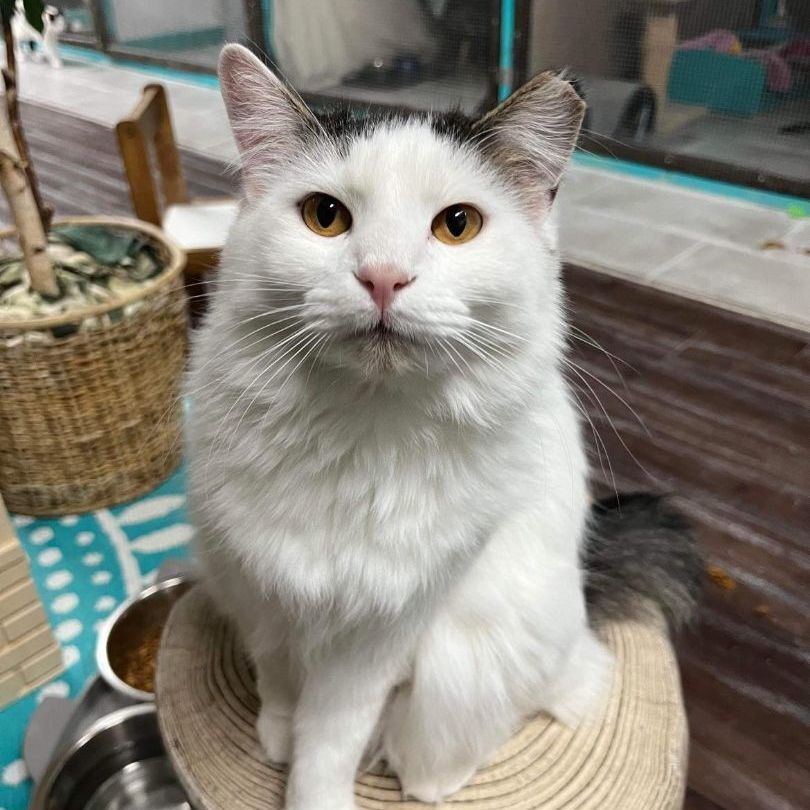 Tinsel, a Adoptable Domestic Long Hair in St. George, UT image 3/6