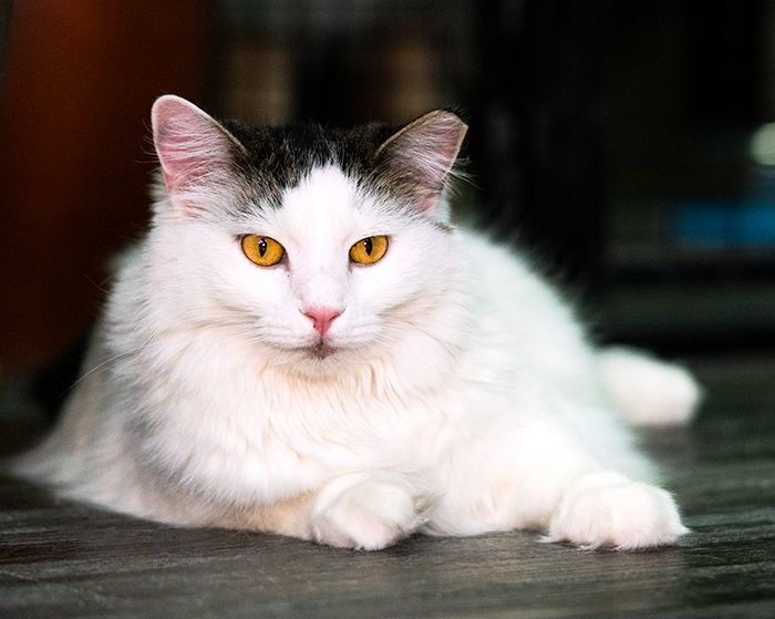 Tinsel, a Adoptable Domestic Long Hair in St. George, UT image 4/6