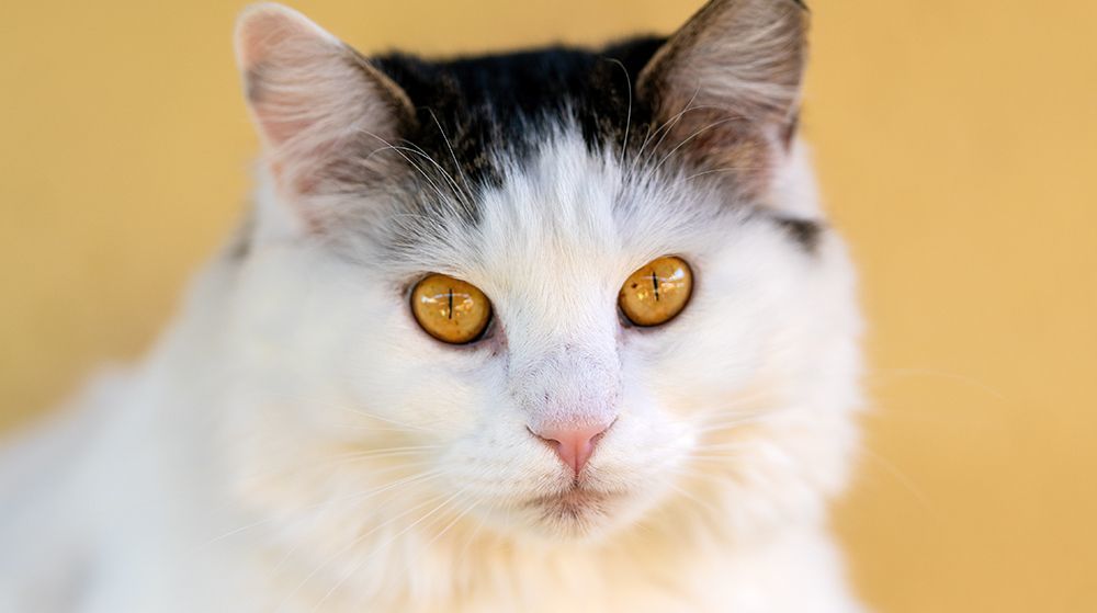 Tinsel, a Adoptable Domestic Long Hair in St. George, UT image 5/6