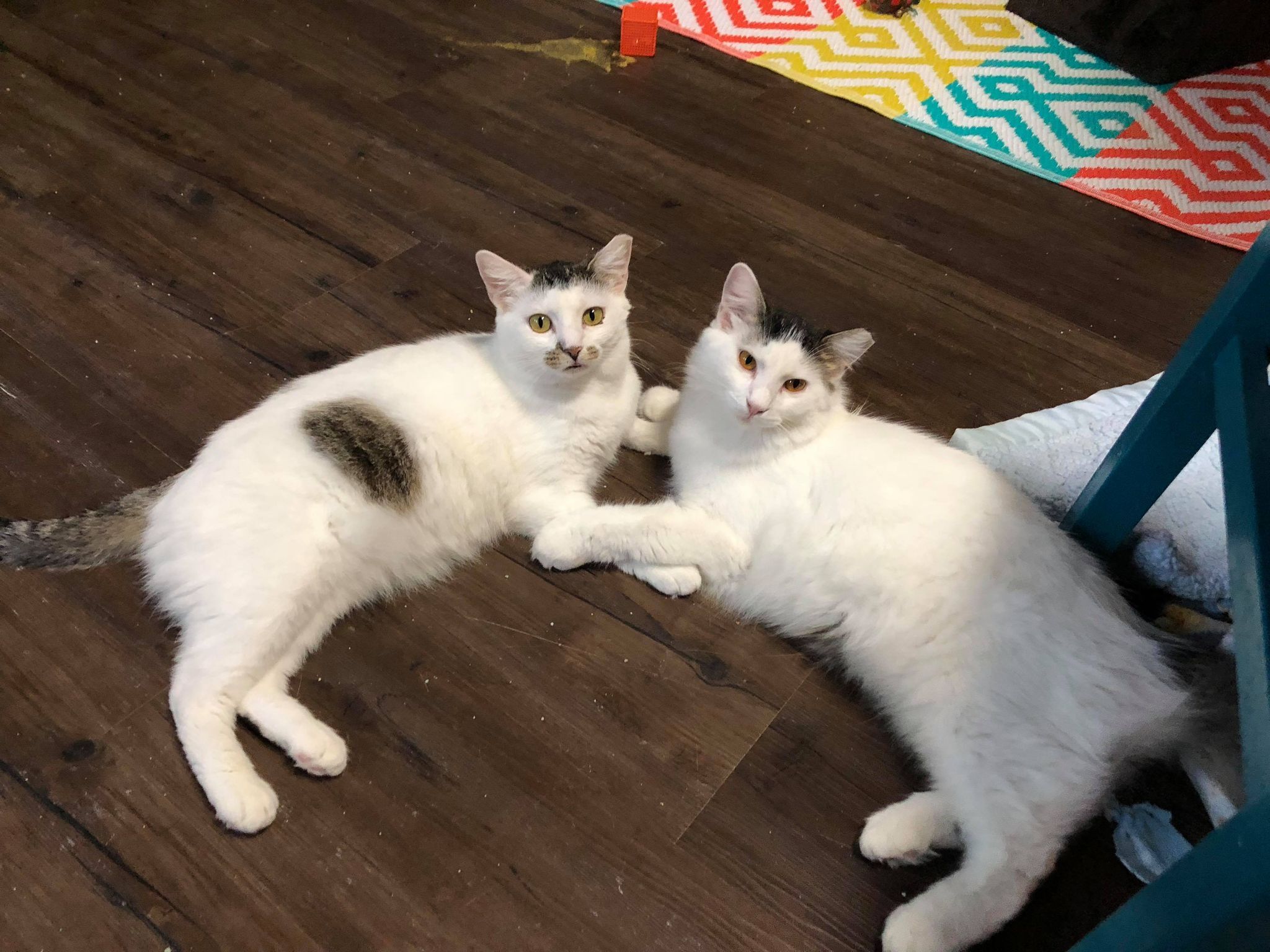 Tinsel, a Adoptable Domestic Long Hair in St. George, UT image 6/6