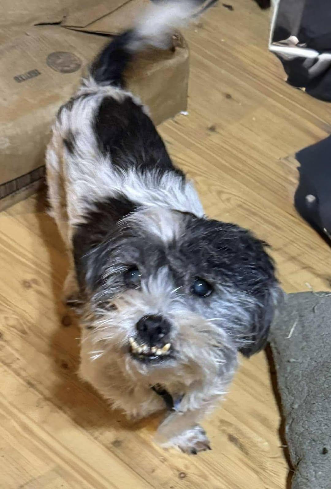 Bubba Turner, Adoptable, Senior Male Lhasa Apso.
