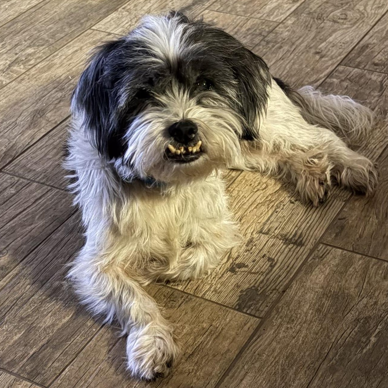 Enlarge Bubba Turner, a Adoptable Lhasa Apso in Plano, TX image 1/3