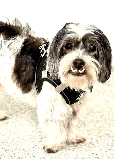 Bubba Turner, a Adoptable Lhasa Apso in Plano, TX image 1/4
