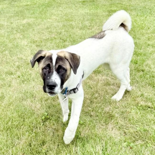 Enlarge Ford, a Adoptable mixed breed in Rensselaer, NY image 3/6