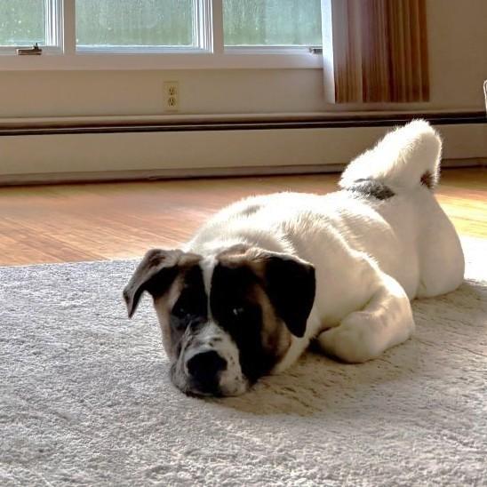 Enlarge Ford, a Adoptable mixed breed in Rensselaer, NY image 6/6