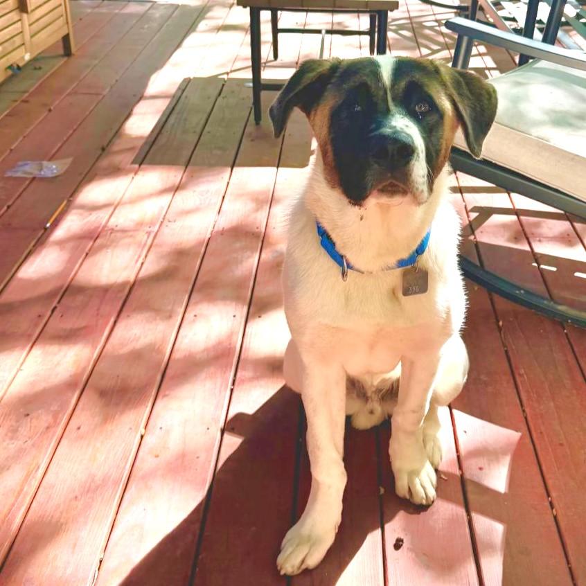 Enlarge Ford, a Adoptable mixed breed in Rensselaer, NY image 5/6