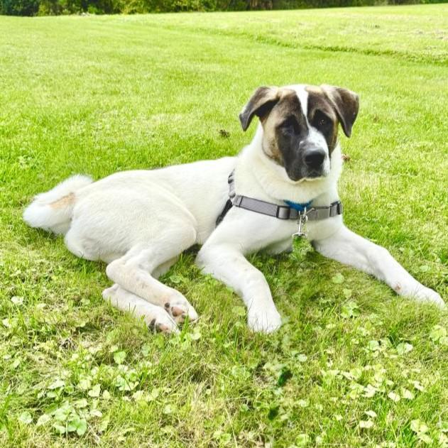 Enlarge Ford, a Adoptable mixed breed in Rensselaer, NY image 1/6