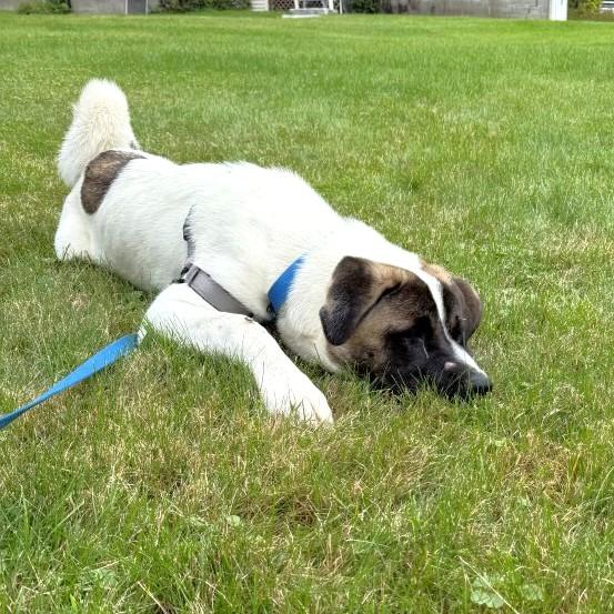 Enlarge Ford, a Adoptable mixed breed in Rensselaer, NY image 4/6