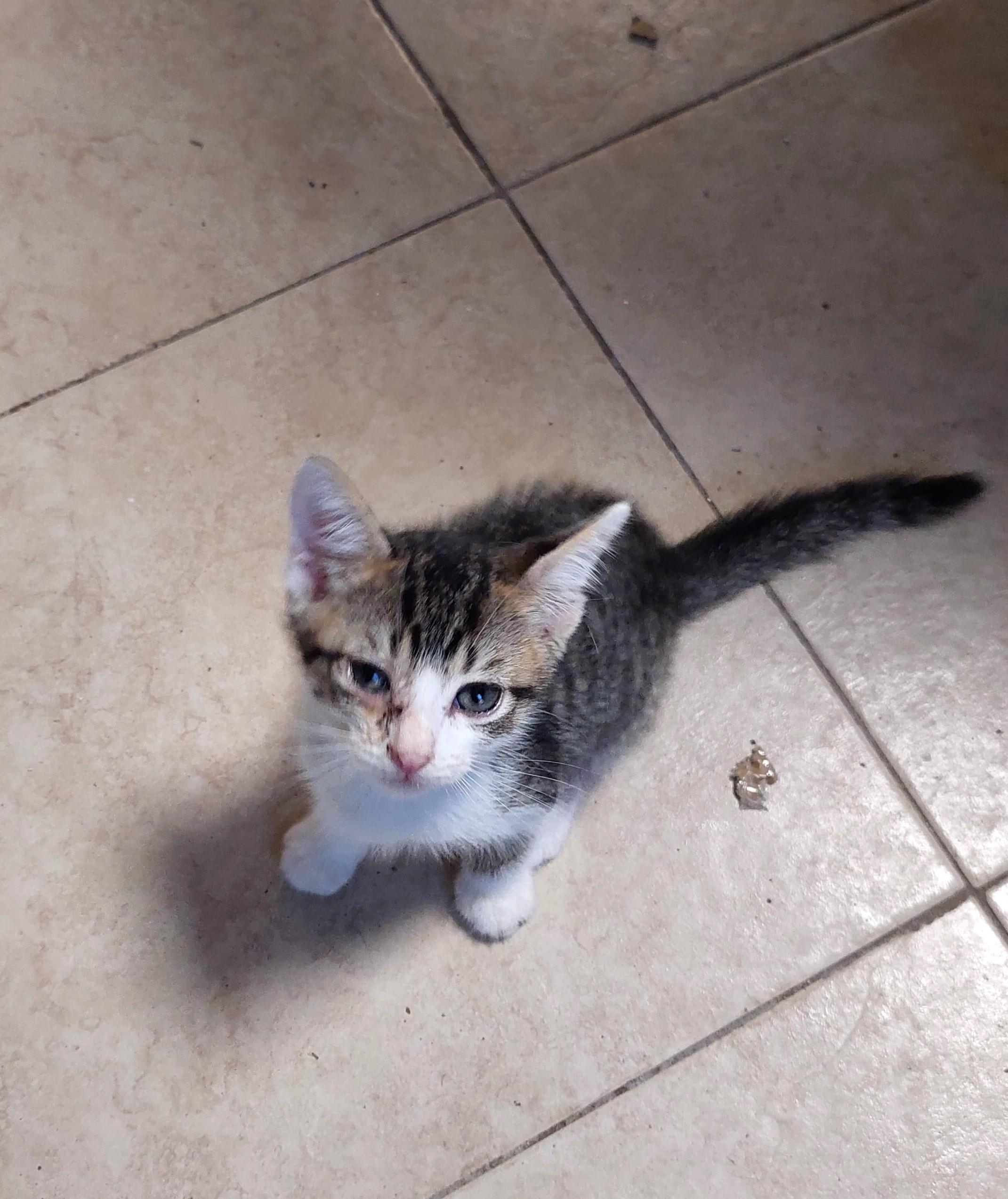 Bonney, an adoptable Domestic Short Hair in Mexicali, BCN, 21280 | Photo Image 1