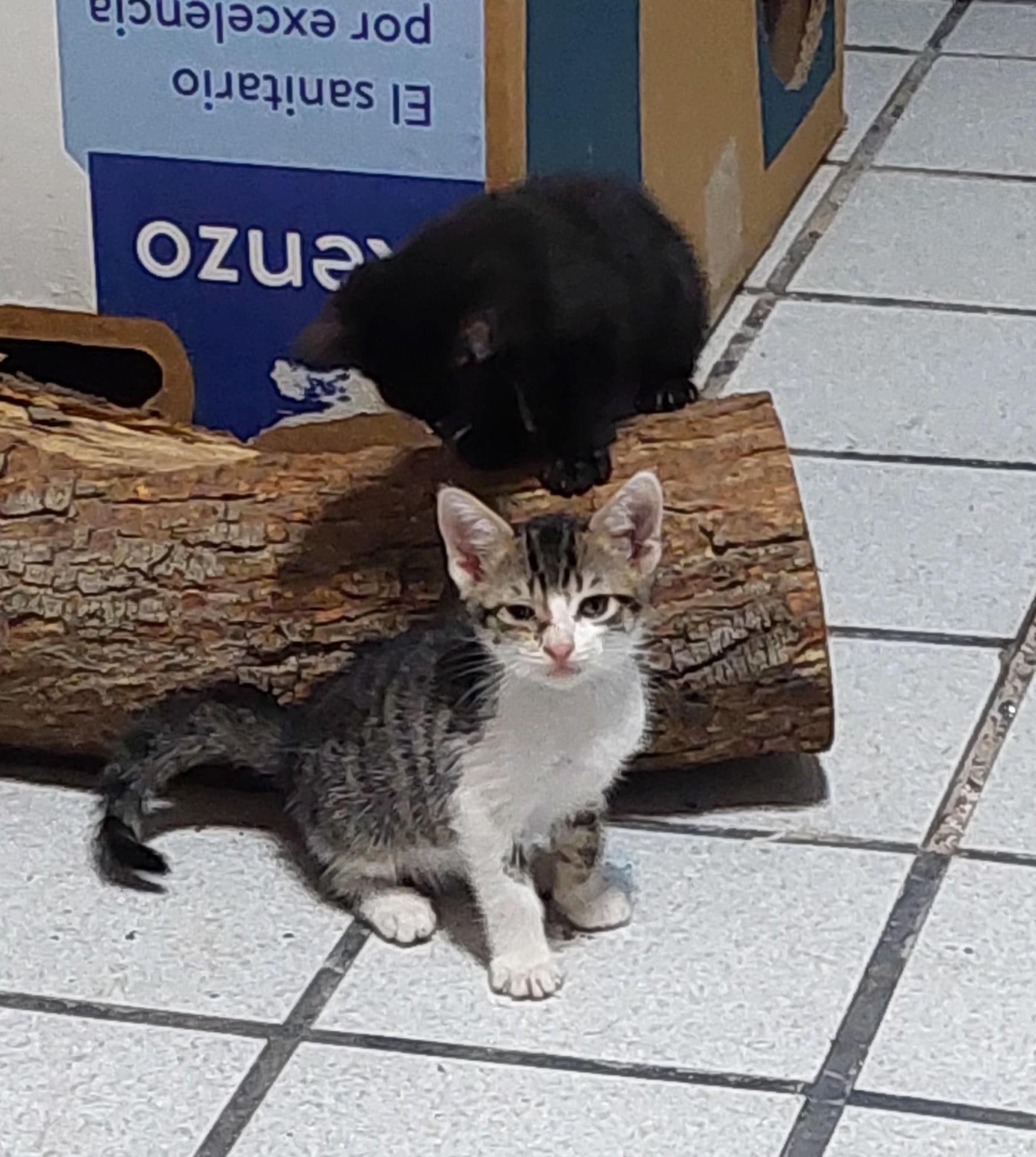 Bonney — thumbnail 2