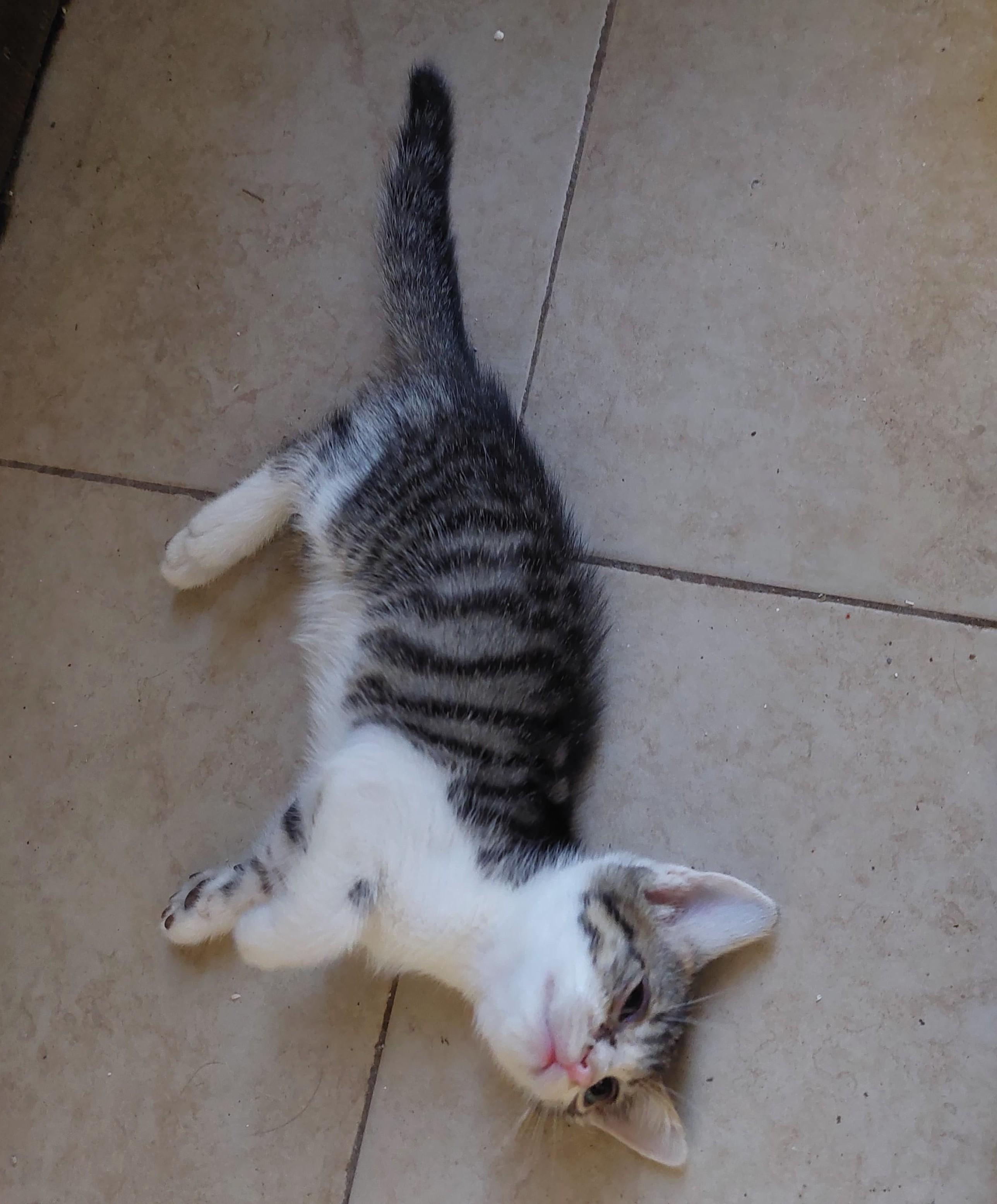 Bonney, an adoptable Domestic Short Hair in Mexicali, BCN, 21280 | Photo Image 2