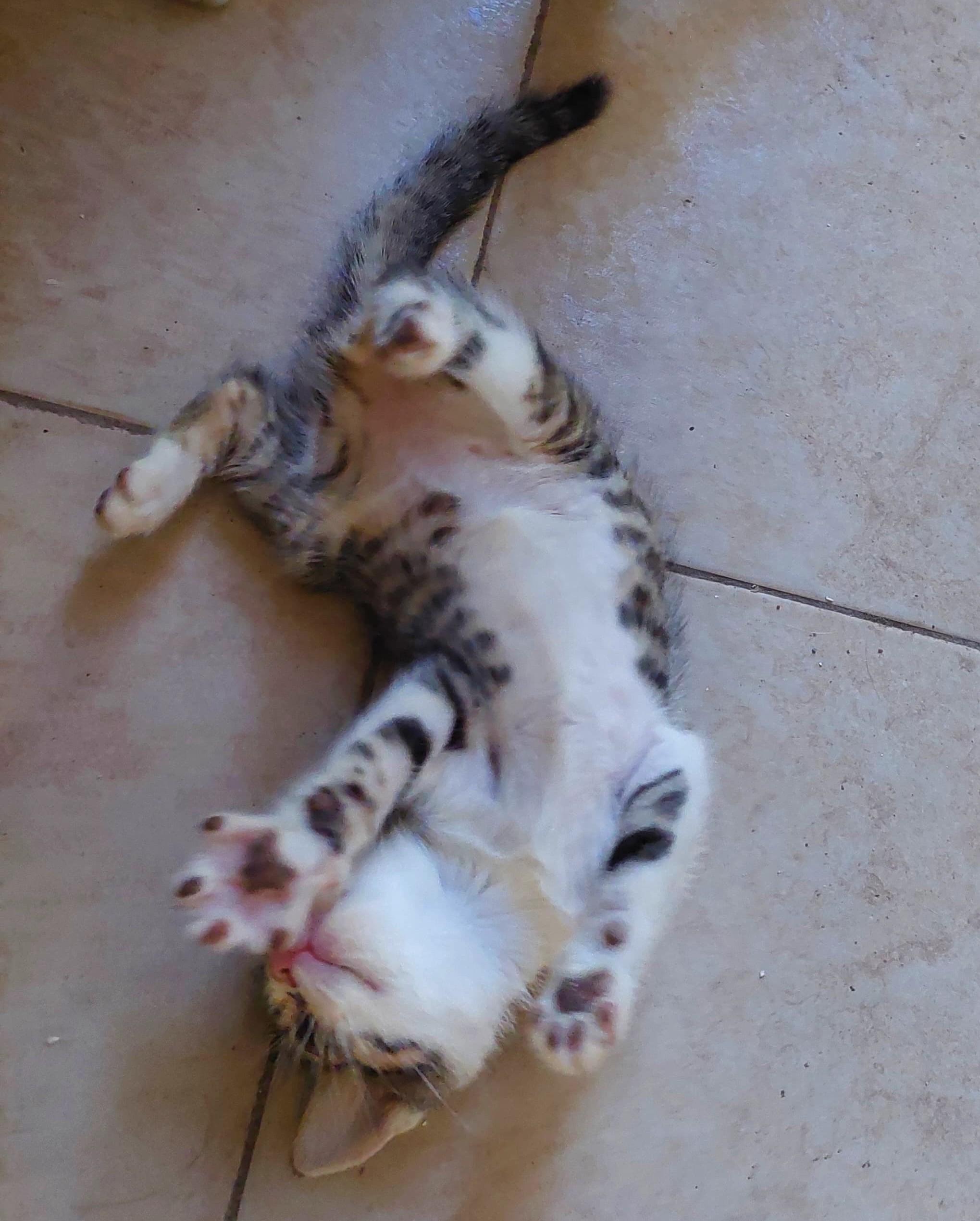 Bonney, an adoptable Domestic Short Hair in Mexicali, BCN, 21280 | Photo Image 3