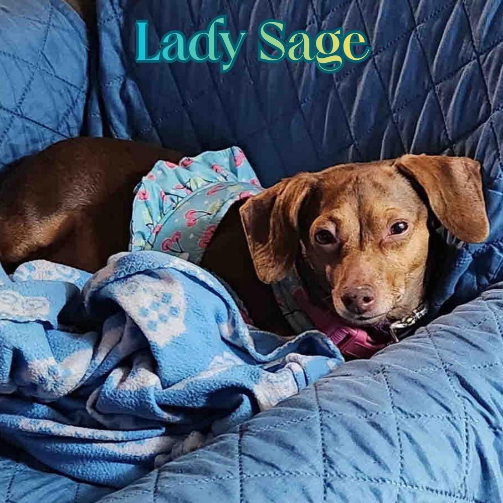 Enlarge Lady Sage, a Adoptable Dachshund in San Antonio, TX image 2/3