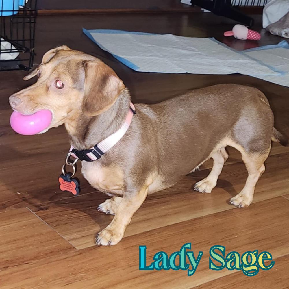Lady Sage, a Adoptable Dachshund in San Antonio, TX image 2/3