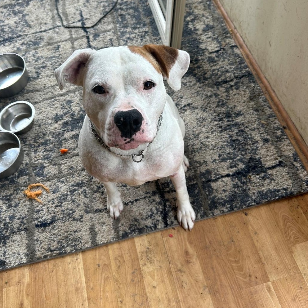 Enlarge Cocoa, a Adoptable mixed breed in Libertyville, IL image 1/1