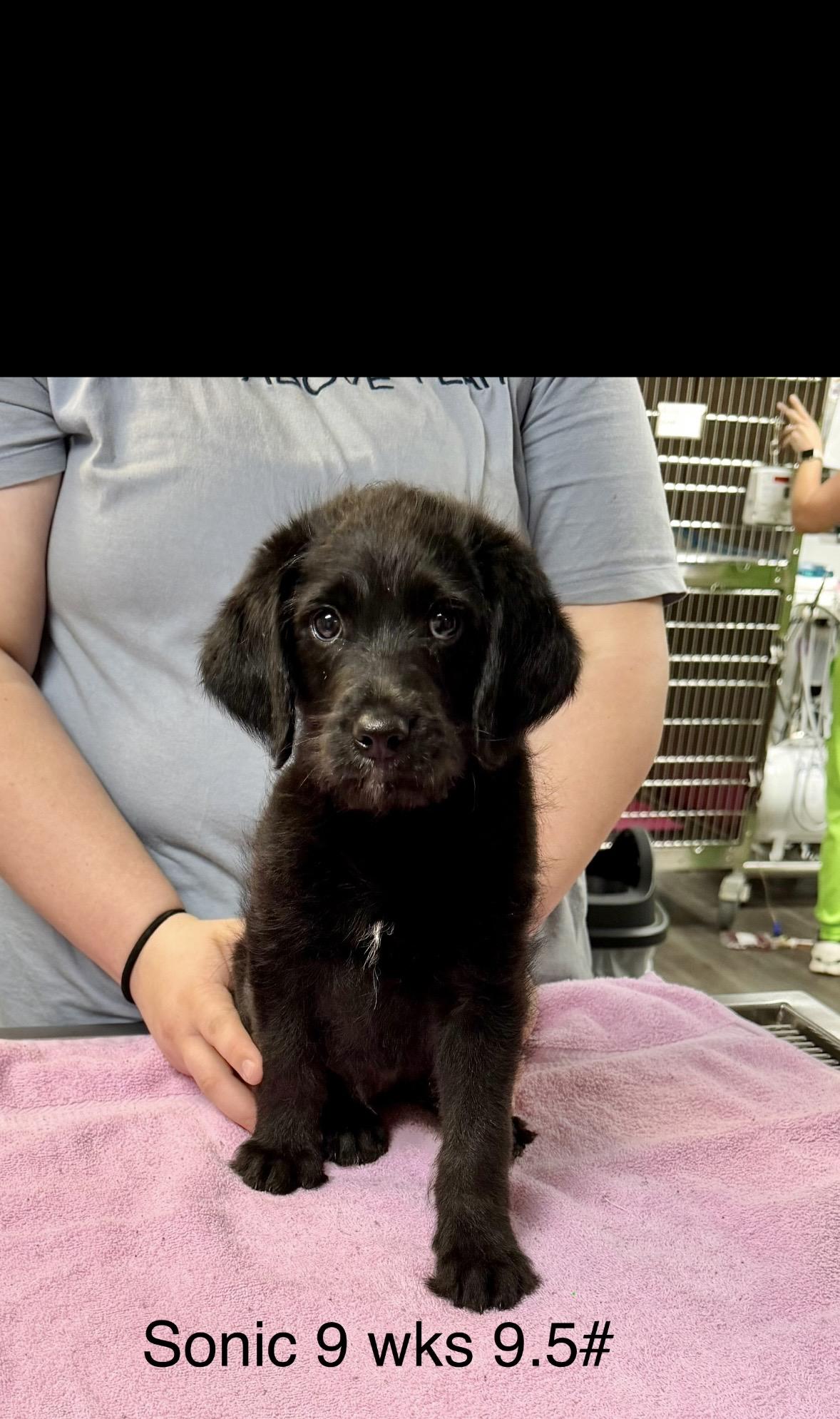 Sonic, a ADOPTABLE mixed breed in seaside heights, NJ image 2/2