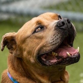 Bowser, a ADOPTABLE Pit Bull Terrier in Santa Cruz, CA image 3/4