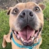 Bowser, a ADOPTABLE Pit Bull Terrier in Santa Cruz, CA image 1/4