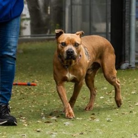 Bowser, a ADOPTABLE Pit Bull Terrier in Santa Cruz, CA image 2/4