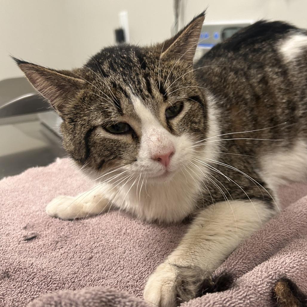 Carlos, Adoptable, Young Male Domestic Short Hair.