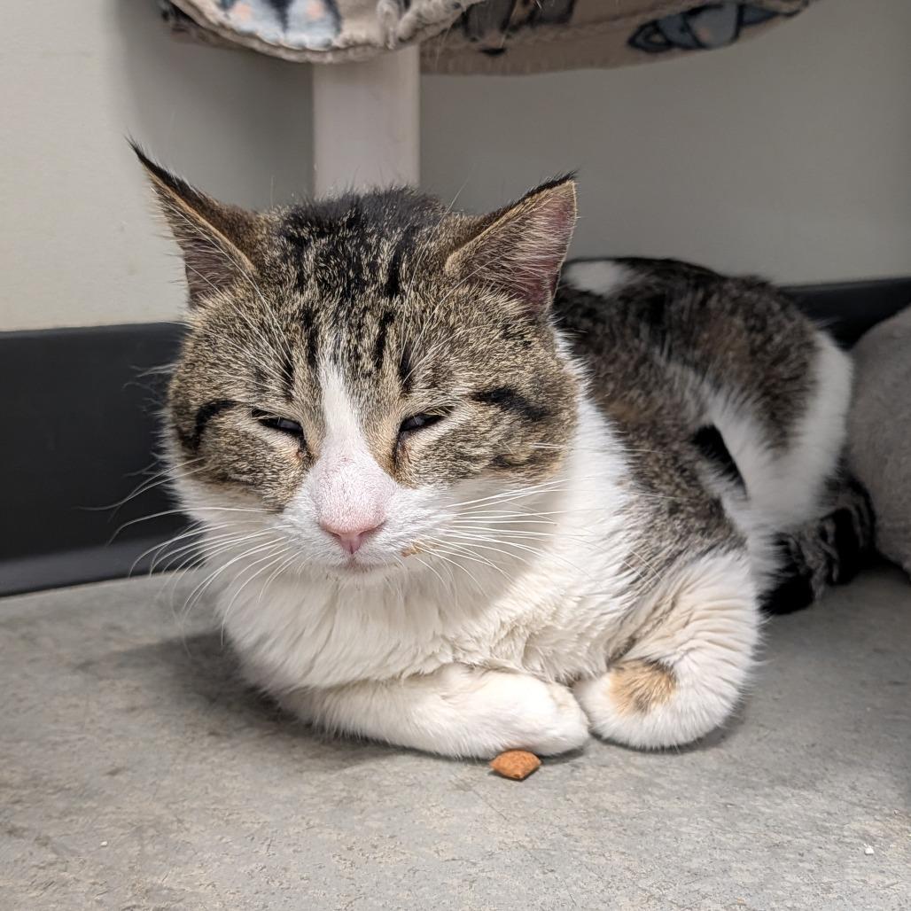 Enlarge Carlos, a Adoptable Domestic Short Hair in Saint Cloud, MN image 2/6